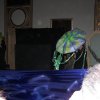 Festa di Natale 2008